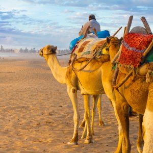 Excursión de un día a Essaouira desde Marrakech