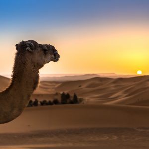 Ruta de 3 dias desde Marrakech a Fes por el Desierto