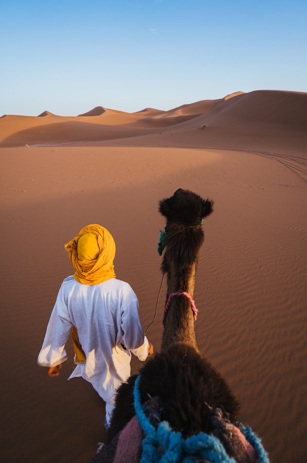 camello desierto marruecos