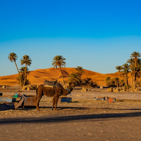 viaje 7 días al desierto