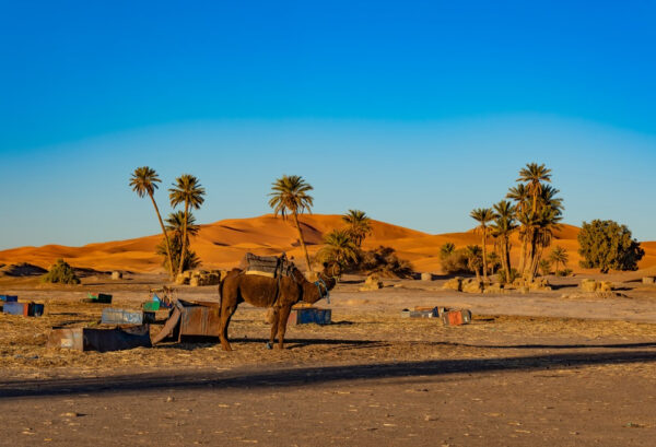 viaje 7 días al desierto